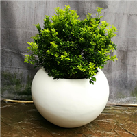 广州植物护理/植物租赁 