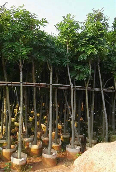 6分桃花心木，广州绿化树设计 