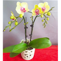 广州花卉蝴蝶兰租摆 