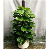 广州网上绿植销售/卖绿植价格 