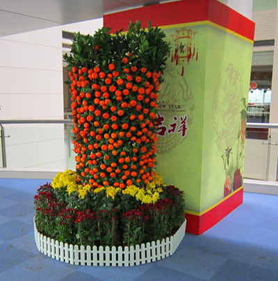 广州年桔批发价格|年橘菊花摆设 