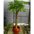 广州花卉配送|办公室绿植配送 
