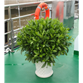 广州阳台盆栽植物摆设/非洲茉莉 