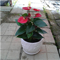 小红掌 /广州绿植租赁/花卉出租 