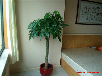 小单杆发财树 /广州家庭租花/绿化租摆 