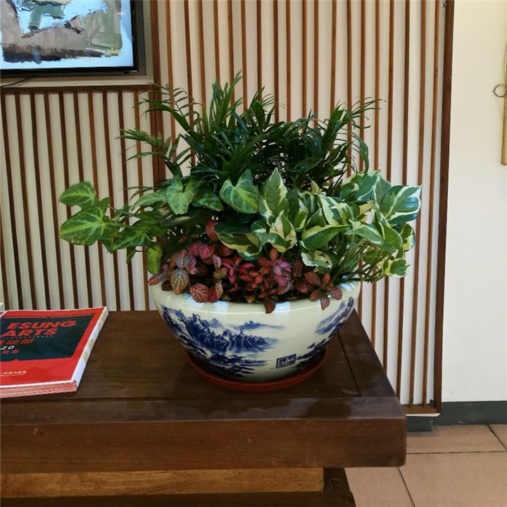 广州花草盆景出租 