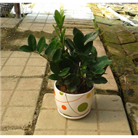 小金钱树 /广州植物租赁/公司花木租摆 