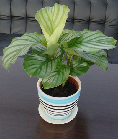 青苹果--广州植物出租价格 