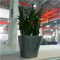 广州绿植租赁-金钱树 