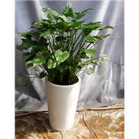 广州大型植物盆栽 