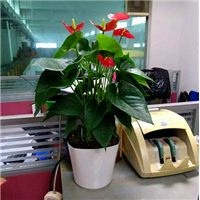 广州高档花卉红掌 