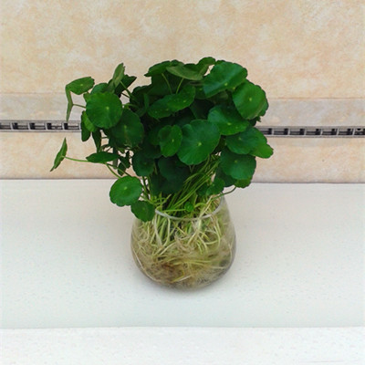 广州小植物配送--铜钱草 