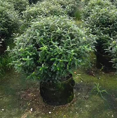 清香木球，广州绿化球种植 