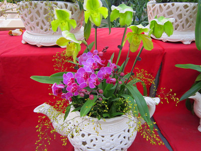 兜兰 /广州年宵花价格咨询/兰花送货 