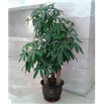 发财树步步高/广州植物免费送货/盆景租售 