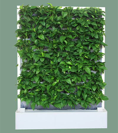 广州无纺布植物墙 