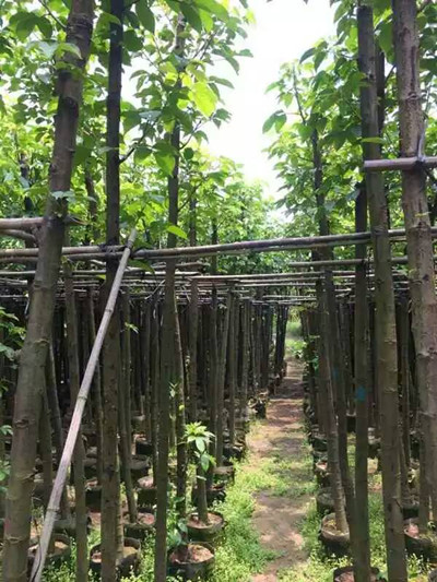 14分秋枫 ，广州绿化公司/小区绿化改造 
