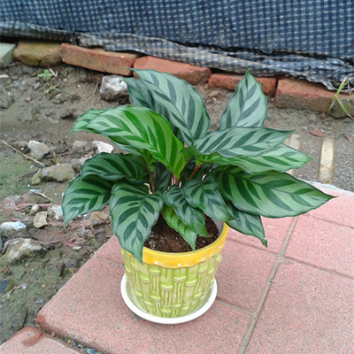 翠叶竹芋 /广州小盆栽批发/小植物租赁 