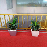 广州小高档花盆摆设 