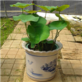荷花 /广州植物出租/花卉租赁 