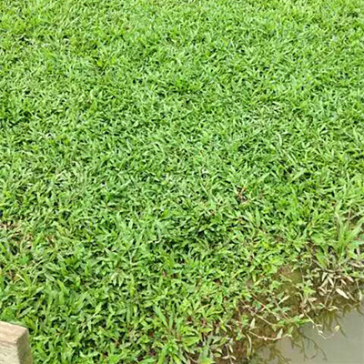 大叶油草，广州铺草皮价格 