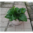 小绿萝 /广州花草租摆/花草出租 