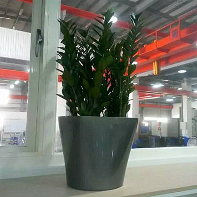 广州绿植租赁-金钱树 