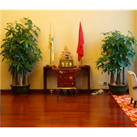 广州植株租赁服务咨询/发财树 