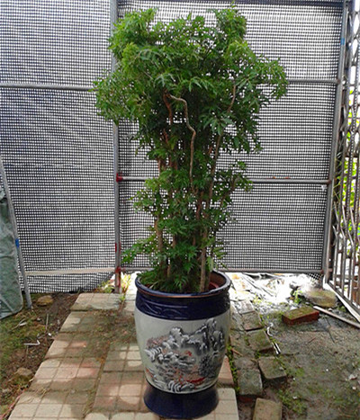 福禄桐 /广州花卉出租公司/盆栽租赁 