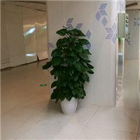 广州花草养护租赁 