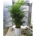 散尾葵 /广州花卉植株批发租摆 
