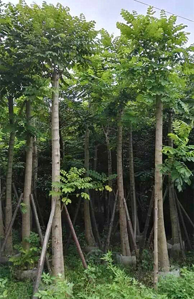 15分火焰木，广州绿化树销售 