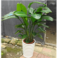 广州会展植物出租/鹤望兰 