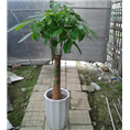 小单杆发财树 /广州办公室植物租摆 