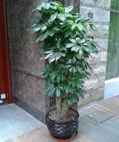 广州绿化租摆/绿化植物出售-招财树 