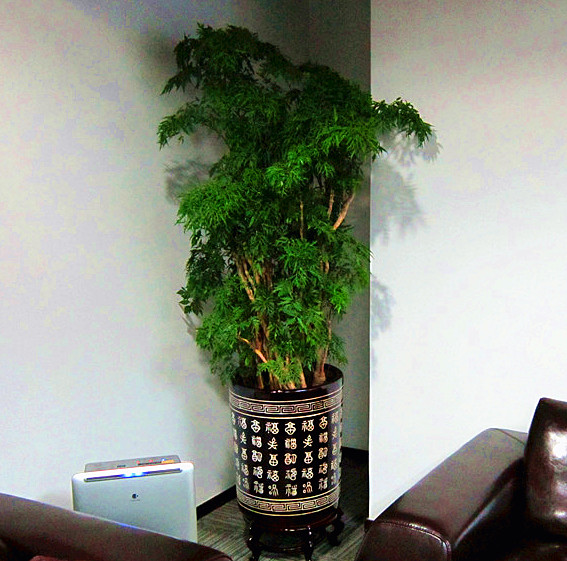 福禄桐 /广州花木租摆/花木租赁/出租 