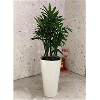 广州靓盆富贵椰子 