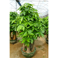 大五桩发财树 /广州租植物盆栽/植物出租 