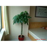 小单杆发财树 /广州家庭租花/绿化租摆 
