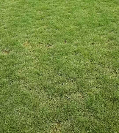 台湾草皮，广州植草公司 