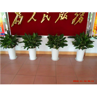 广州绿植租赁-白雪公主 