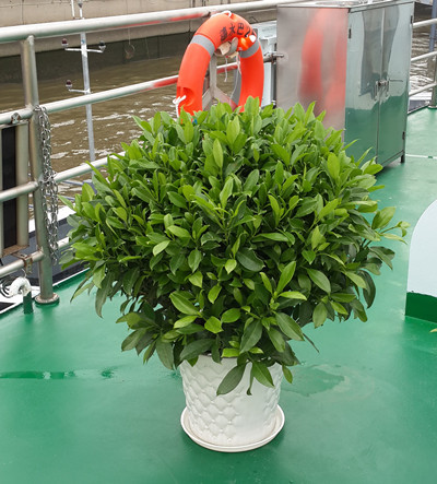 广州阳台盆栽植物摆设/非洲茉莉 