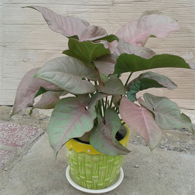 红粉佳人--广州红色叶片植物出租 