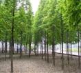 南京池杉|‘南京池杉基地/池杉价格