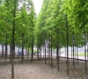 南京池杉|‘南京池杉基地/池杉价格