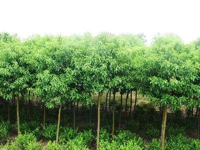 南京香樟|南京香樟价格-香樟供应商