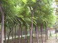 出售南京合欢，南京合欢基地，合欢价格