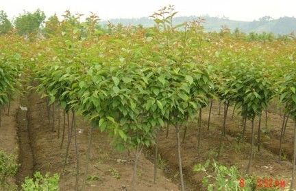 出售南京樱花，南京樱花价格-樱花