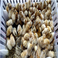 山西土鸡养殖￥山西土鸡供应2