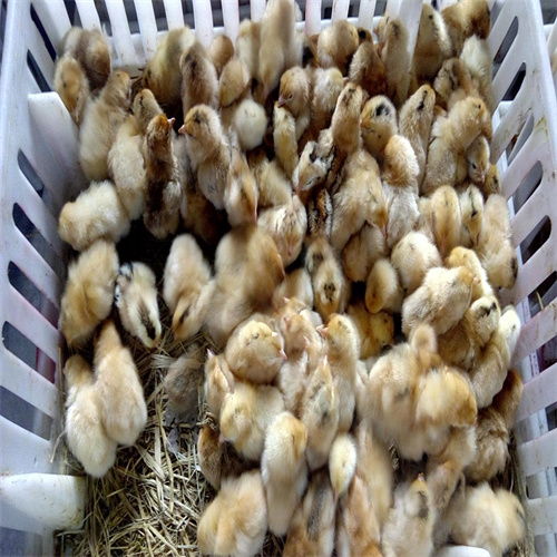 运城土鸡★运城商品土鸡1